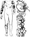 2500-yillik-sibirya-prensesi-mumya-dovmesi-desenleri----siberian-princess-2500-year-old-tattoo-designs